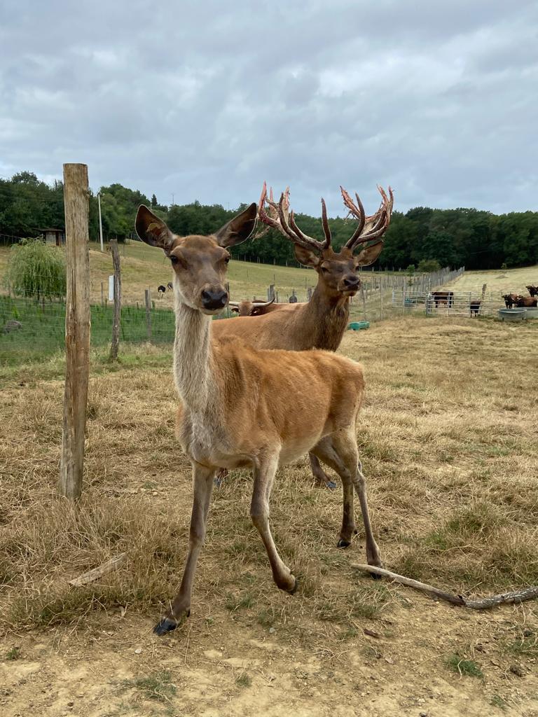 cerfs du père david