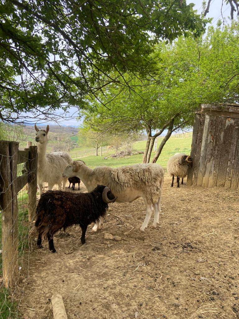 moutons et lama