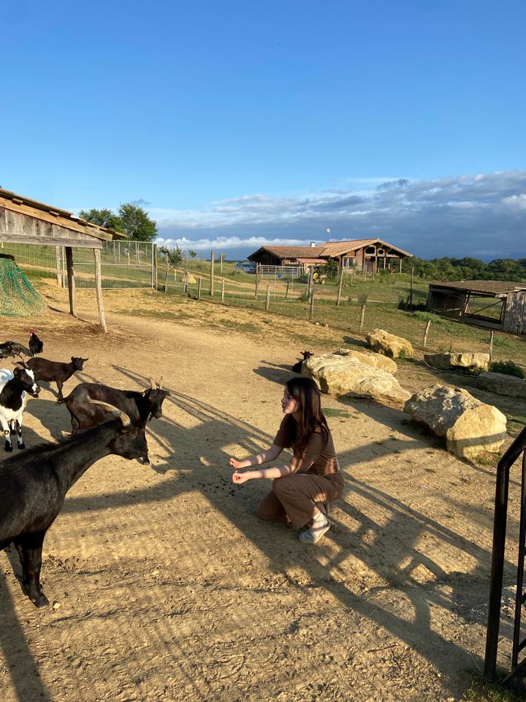 chèvres à la mini ferme