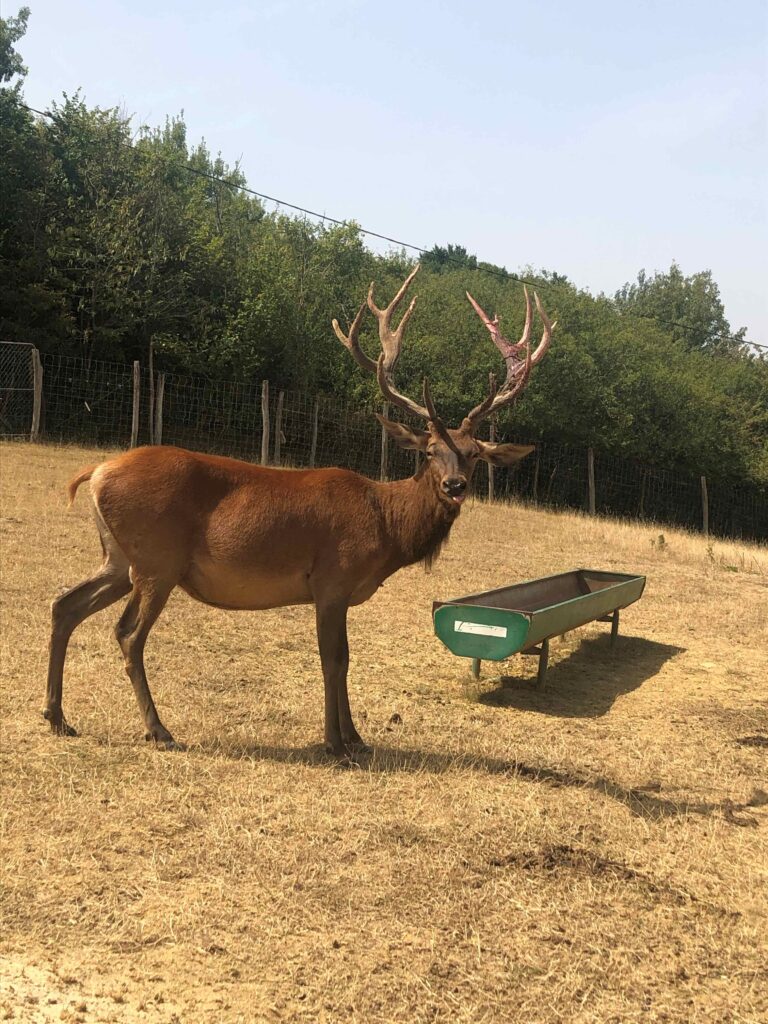 cerf au sentier pédestre 