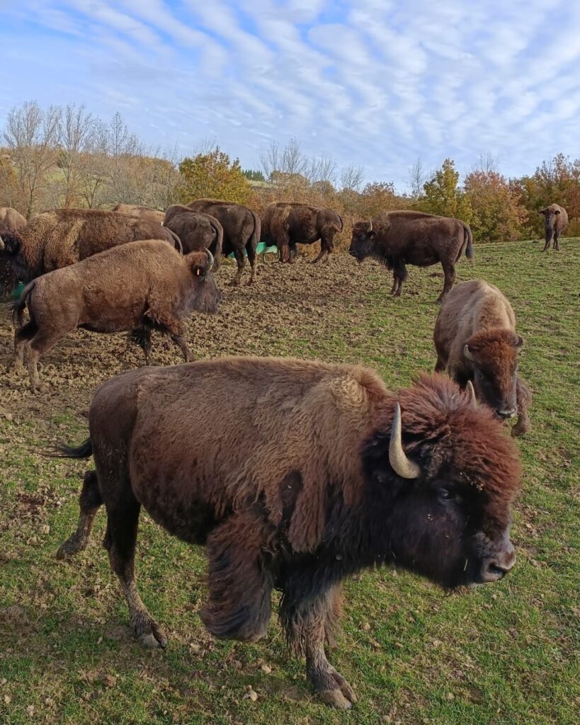 bisons